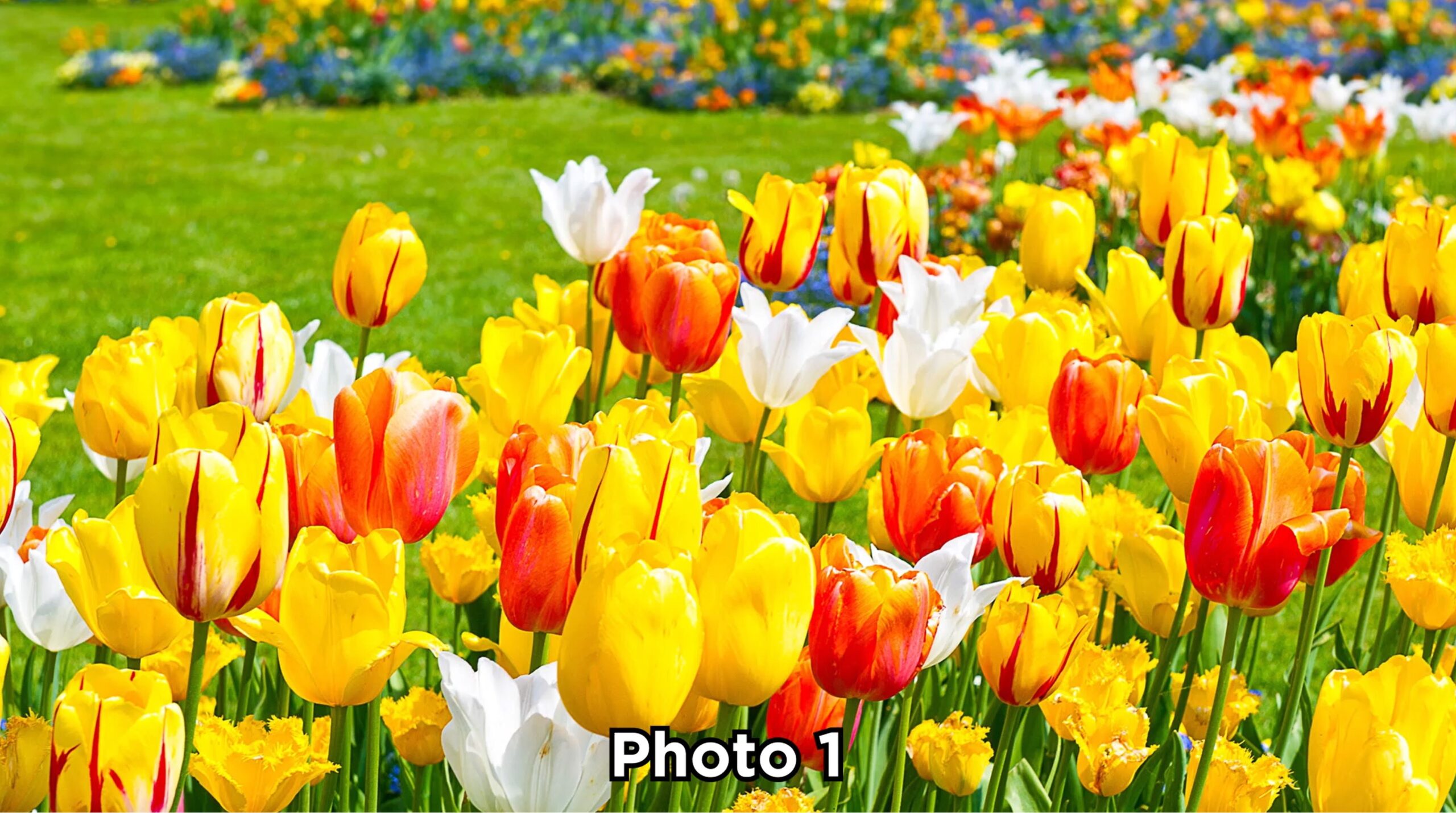 Hisense Canvas S7NAU