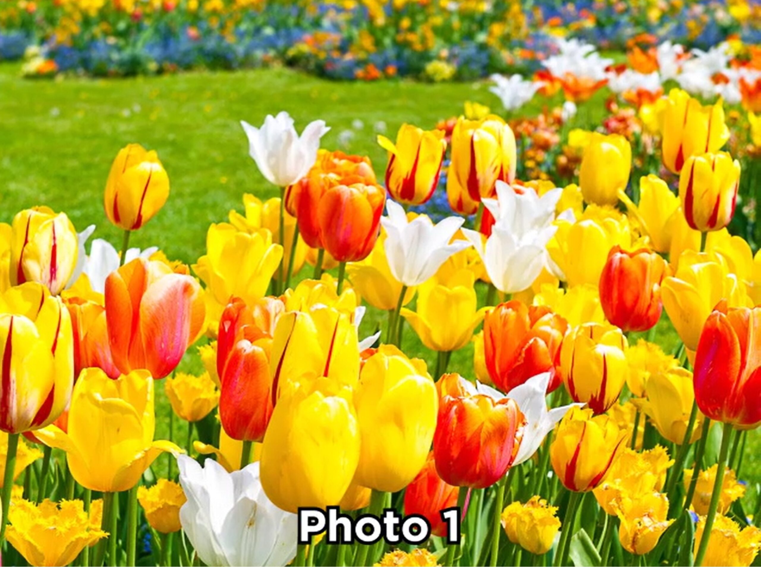 Hisense Canvas S7NAU