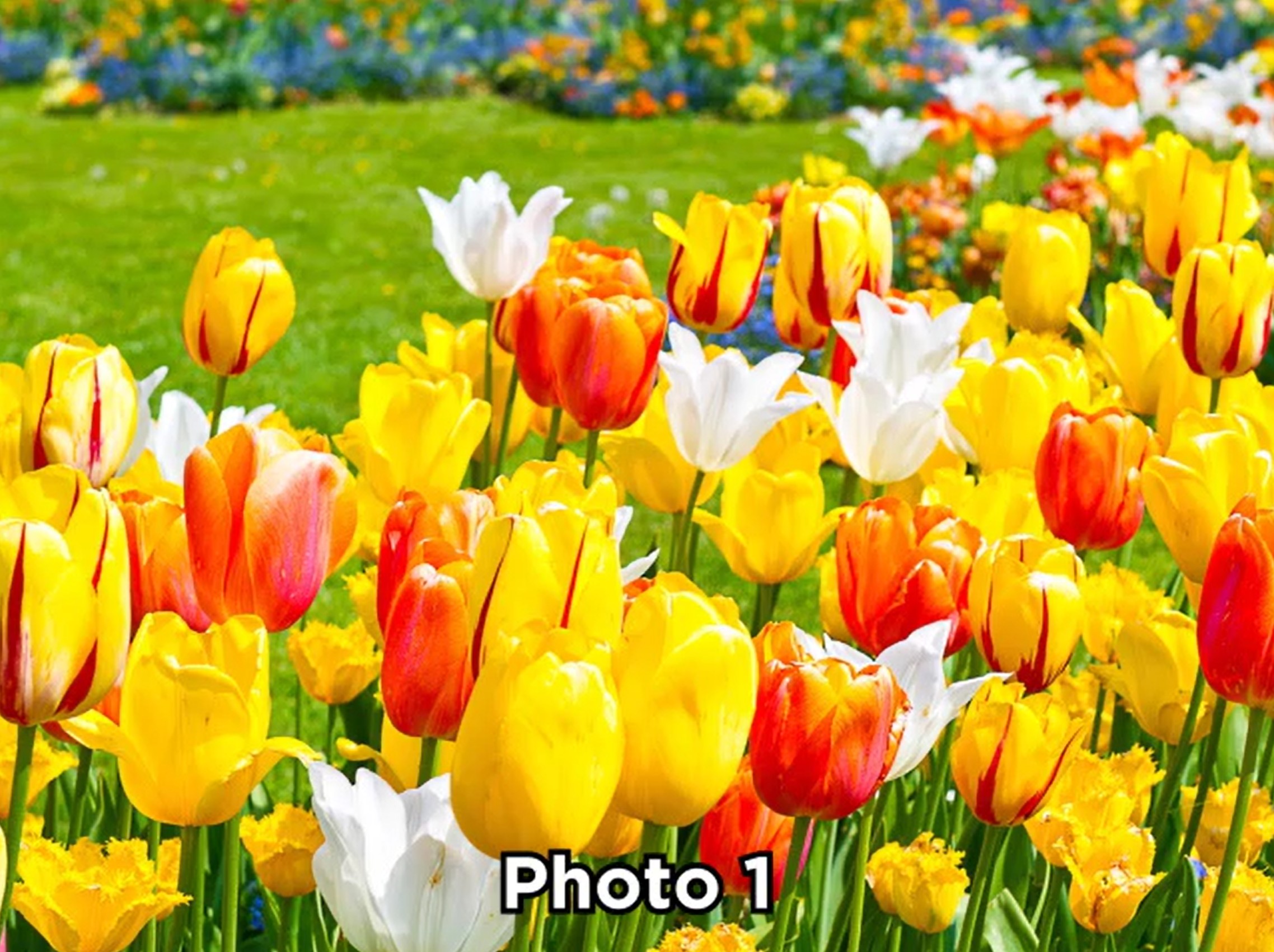 Philips 77” OLED 720