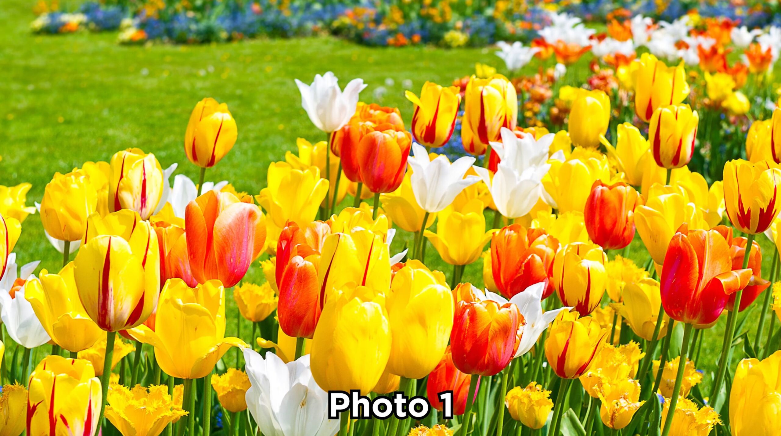 Philips 77” OLED 720