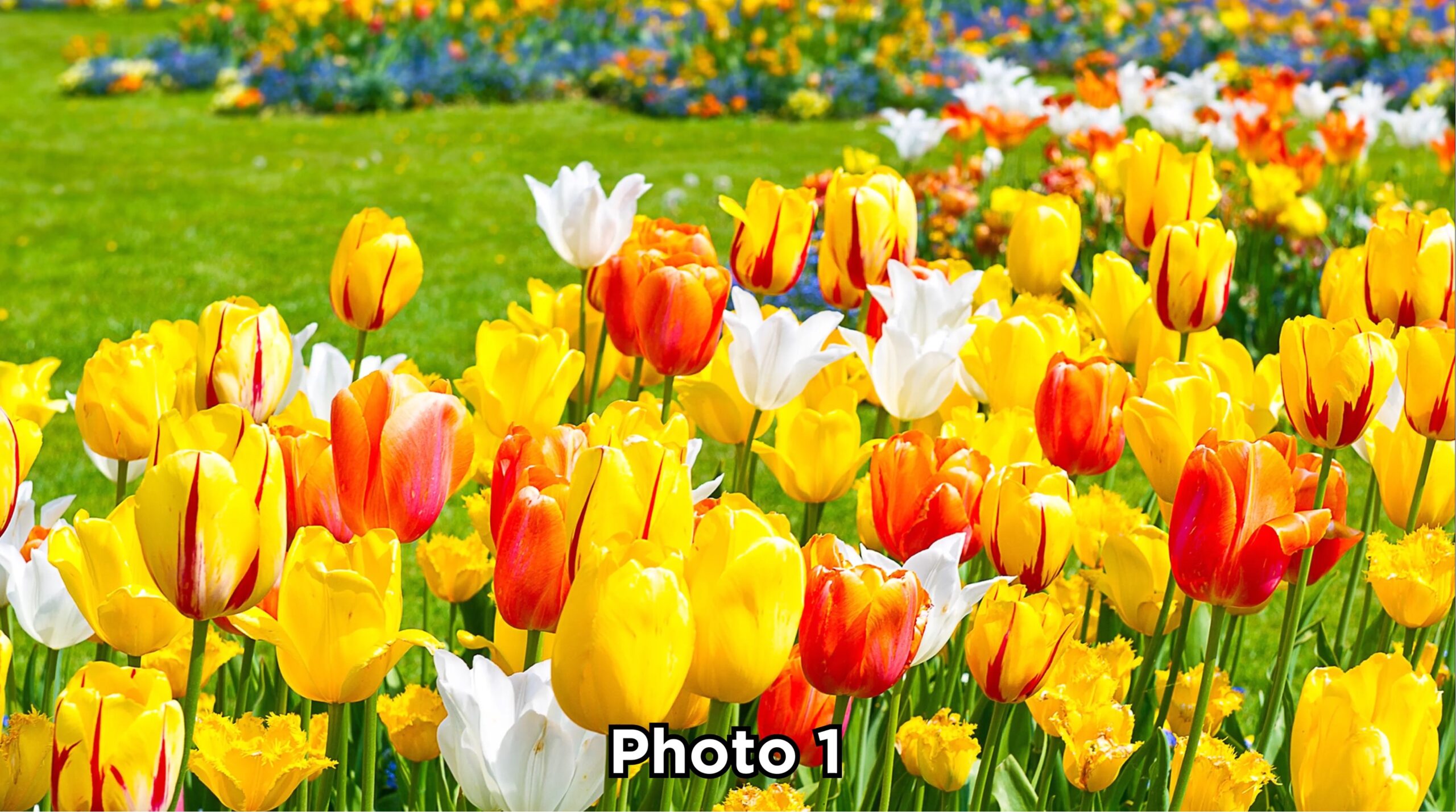 Hisense Canvas S7NAU