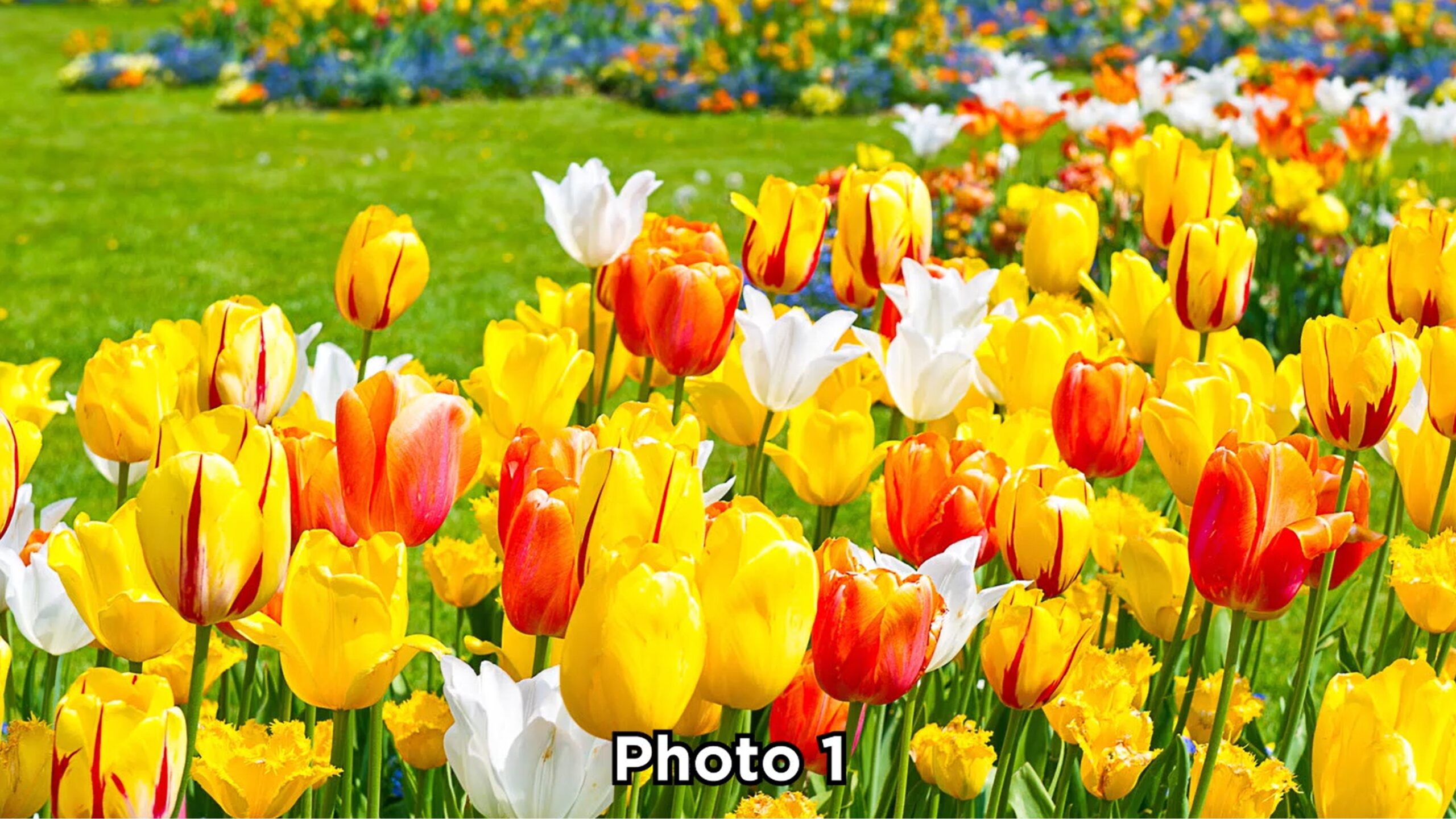 Hisense Canvas S7NAU